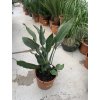Strelitzia reginae, původ Španělsko, 80 cm