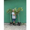 Ficus carica, fíkovník 170 cm