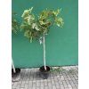 Ficus carica, fíkovník 170 cm