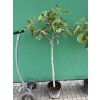 Ficus carica, fíkovník 170 cm
