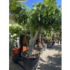 FICUS CARICA, FÍKOVNÍK. 250 CM