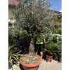 Olea europea , Olivovník 250+ cm.