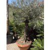 Olea europea , Olivovník 200+ cm.