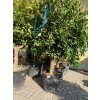 Pomerančovník,  160 cm