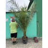 Phoenix canariensis, Datlová palma, 230 cm