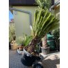 CYCAS REVOLUTA 210 cm