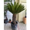 CYCAS REVOLUTA 210 cm