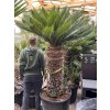 CYCAS REVOLUTA 210 cm