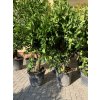 Pomerančovník,  160 cm