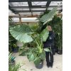 alocasia macrorrhizos 170 cm