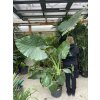 alocasia macrorrhizos 170 cm