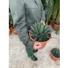 AGAVE VICTORIA REGINAE 15cm