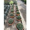 AGAVE VICTORIA REGINAE 30cm