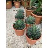AGAVE VICTORIA REGINAE 30cm