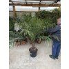 Phoenix roebelenii, Trpasličí datlová palma  160 cm