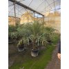 Phoenix roebelenii, Trpasličí datlová palma  160 cm