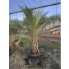 Phoenix roebelenii, Trpasličí datlová palma  160 cm