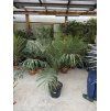 Phoenix roebelenii, Trpasličí datlová palma  160 cm