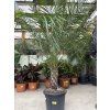 Phoenix roebelenii, Trpasličí datlová palma  160 cm