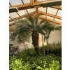 PHOENIX ROEBELENII, TRPASLIČÍ DATLOVÁ PALMA 250 CM