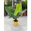 Banánovník kanárský, musa acuminata, dwarf cavendish. 80 cm