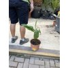 Banánovník musa basjoo, 80 cm