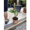 Banánovník musa basjoo, 100 cm