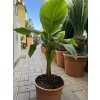 Banánovník musa basjoo, 80 cm