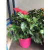 Ibišek , Hibiscus. 20 cm