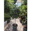 Ficus Benjamina , benjamín, kmínek, původ rostliny Španělsko 130 cm