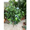 Ficus Benjamina , benjamín, kmínek, původ rostliny Španělsko 140 cm
