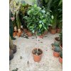Ficus Benjamina , benjamín, kmínek, původ rostliny Španělsko 140 cm