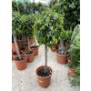 Ficus Benjamina , benjamín, kmínek, původ rostliny Španělsko 140 cm