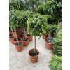 Ficus Benjamina , benjamín, kmínek, původ rostliny Španělsko 140 cm