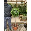 Ficus Benjamina , benjamín, kmínek, původ rostliny Španělsko 140 cm