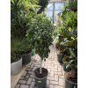 Ficus Benjamina , benjamín, kmínek, původ rostliny Španělsko 130 cm
