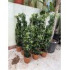 Ficus Benjamina , benjamín, stromek 120 cm