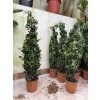 Ficus Benjamina , benjamín, stromek 120 cm