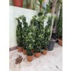 Ficus Benjamina , benjamín, stromek 120 cm