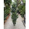 Ficus Benjamina , benjamín, stromek 120 cm