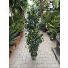 Ficus Benjamina , benjamín 120 cm