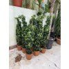 Ficus Benjamina , benjamín 120 cm