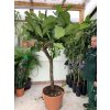 Ficus lyrata, stromek, 220 cm