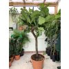 Ficus lyrata, stromek, 220 cm