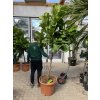 Ficus lyrata, stromek, 200 cm