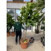 Ficus lyrata, stromek, 220 cm