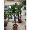 Ficus lyrata, stromek, 200 cm