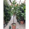 Ficus lyrata, stromek, 200 cm