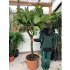 Ficus lyrata, stromek, 220 cm