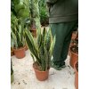 Sansevieria laurenti, tchynin jazyk. 50 cm